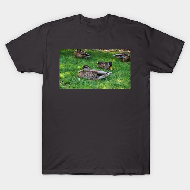 Ducks Resting On The Grass Under a Tree T-Shirt by BackyardBirder